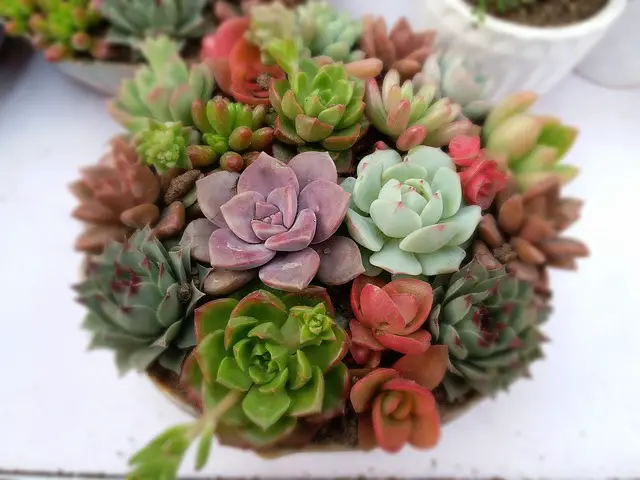 Can Succulents Survive Without Sunlight