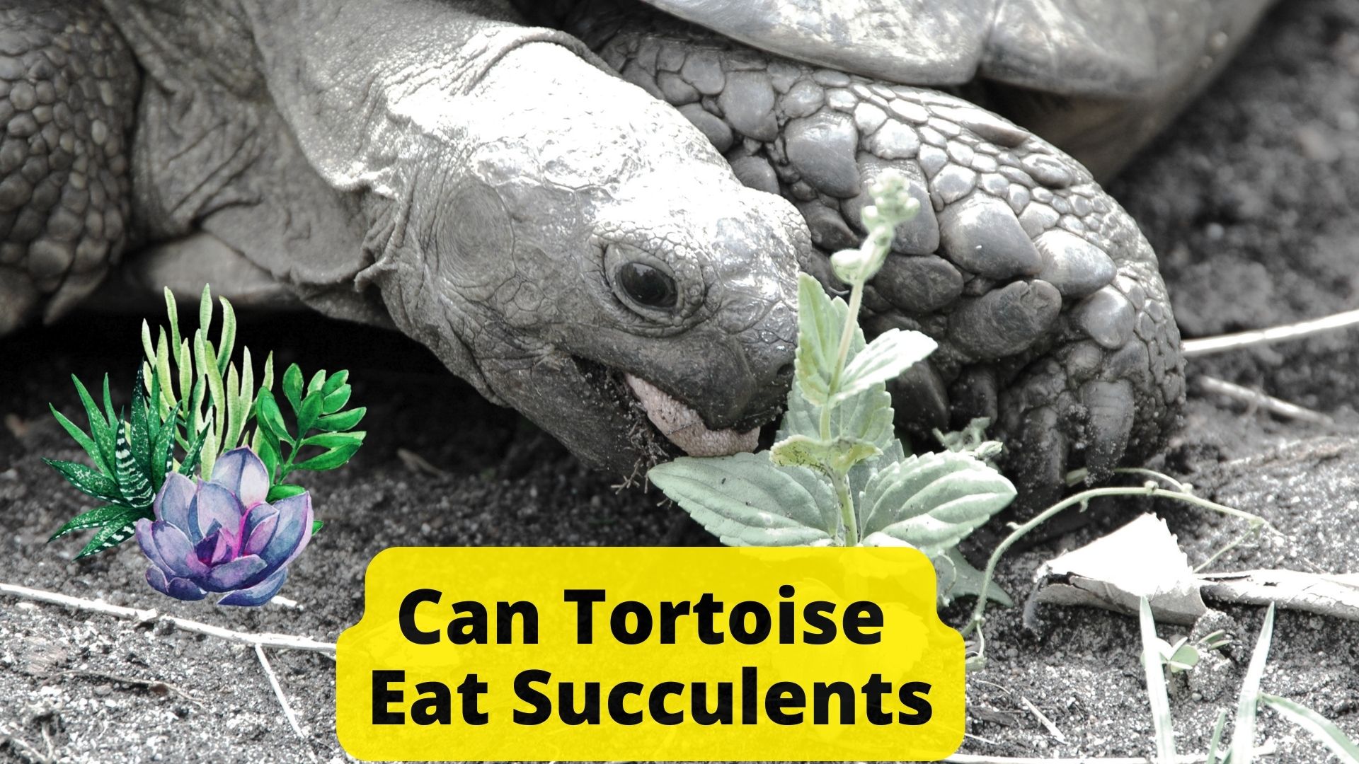 Can Tortoise Eat Succulents? A Direct Answer (2023)