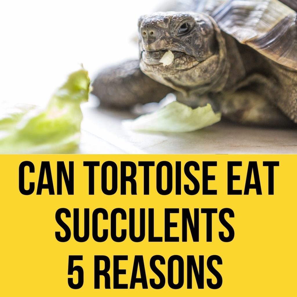 Can Tortoise Eat Succulents