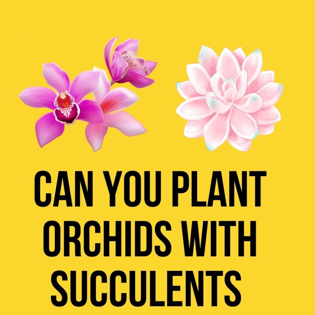 Can you plant orchids with succulents