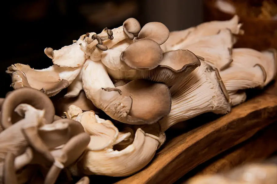 Does Mushroom Tea Lose Potency