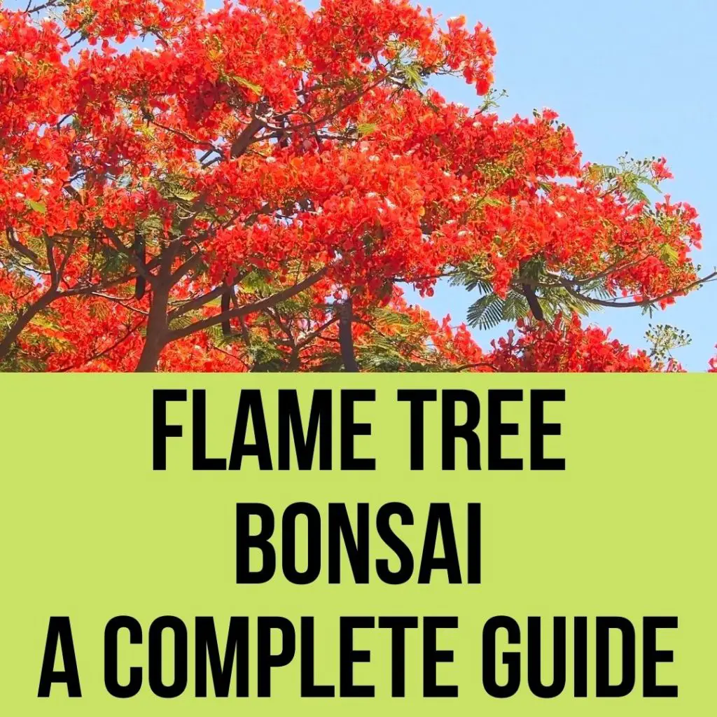How To Grow Flame Tree Bonsai