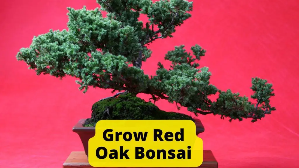 Grow Red Oak Bonsai Easily