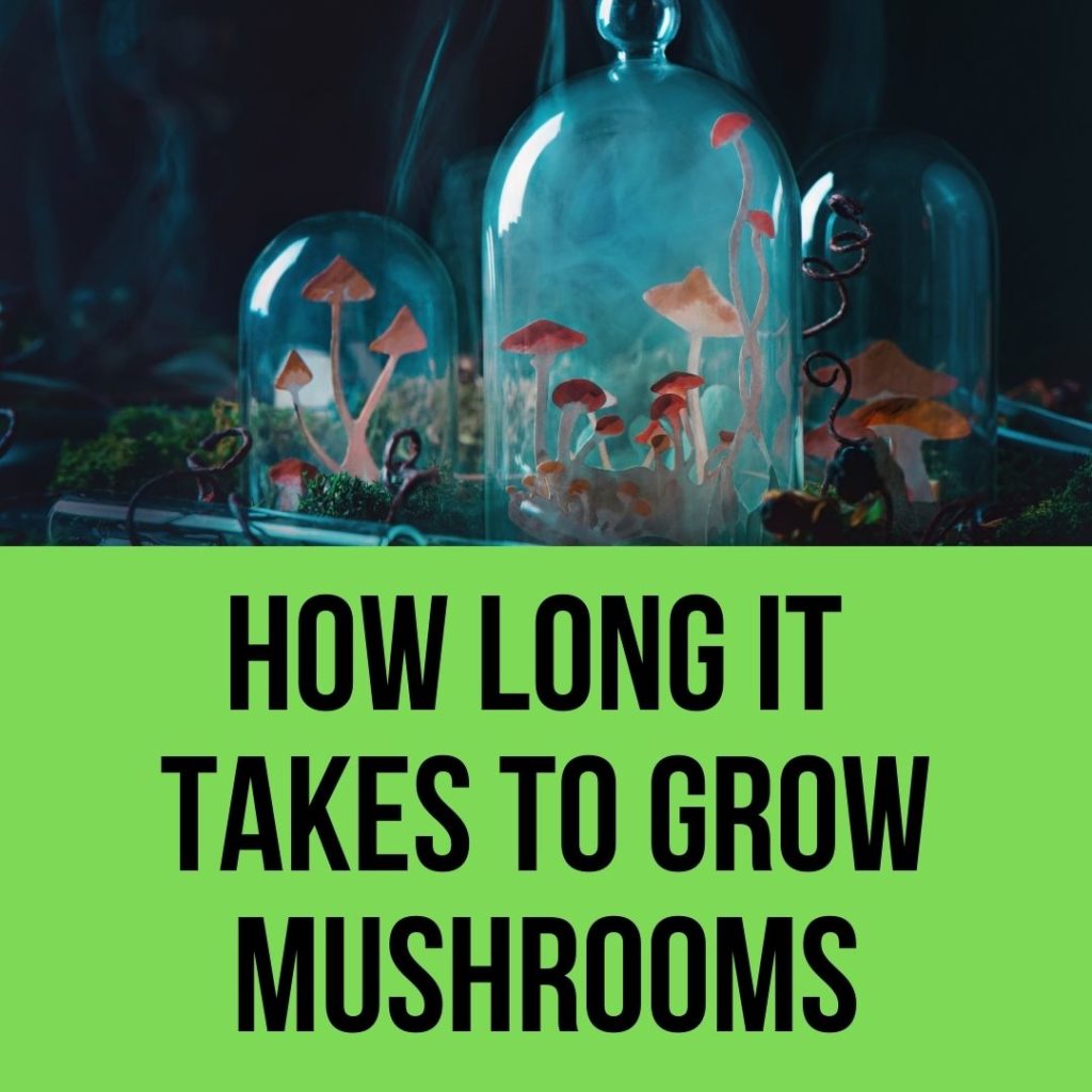 How Long Does It Take To Grow Mushrooms