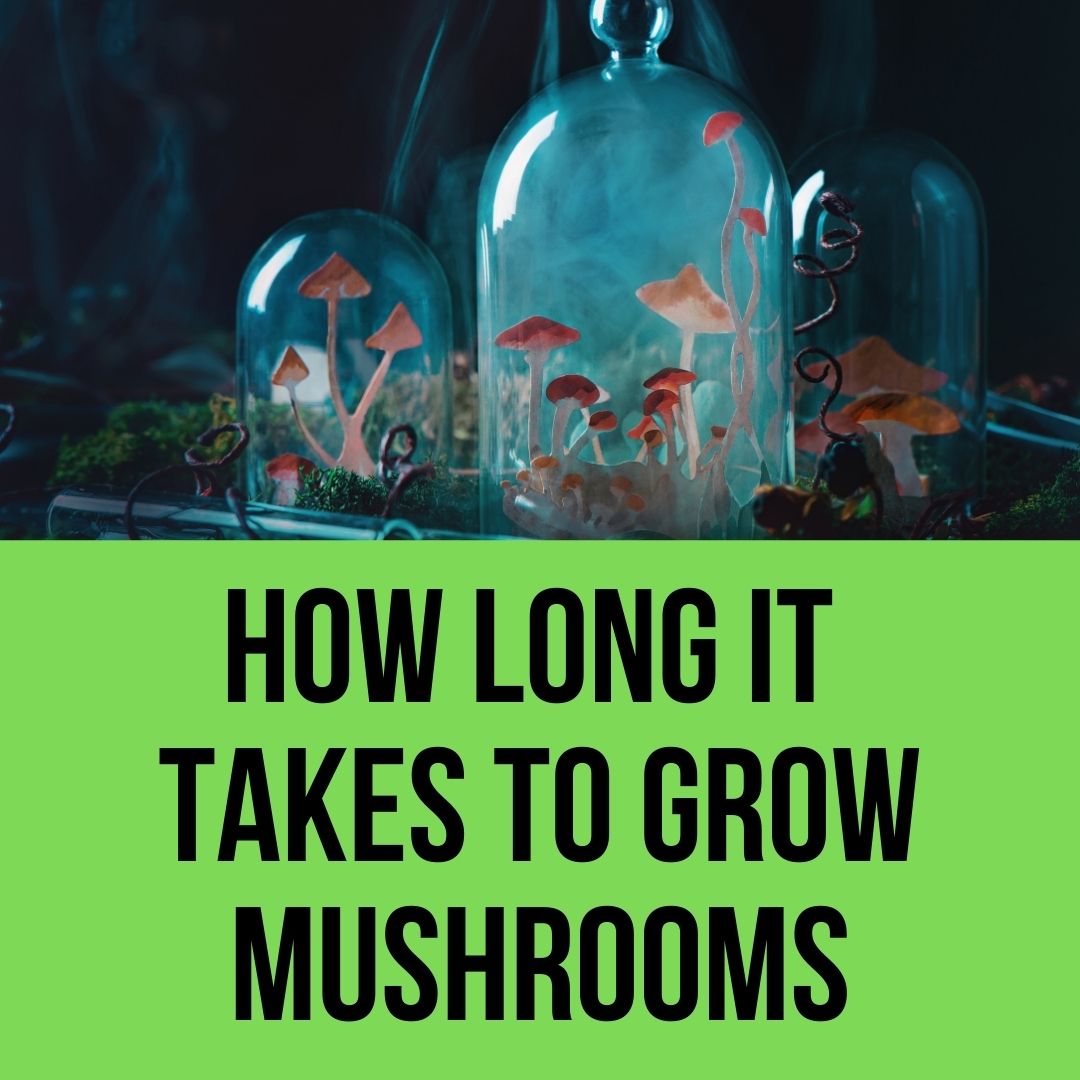 How Long Does It Take To Grow Mushrooms? (2023 Guide)