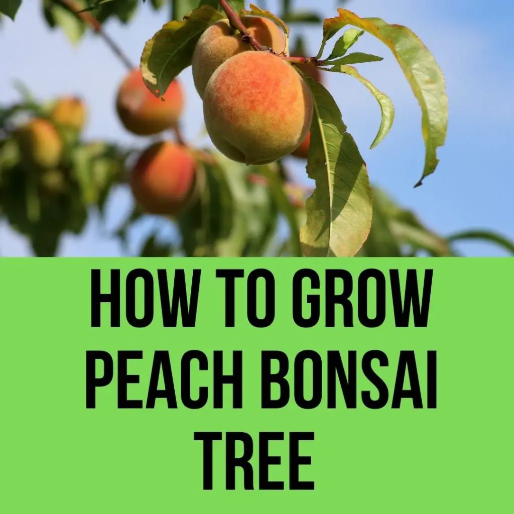 How to Grow Peach Bonsai Tree