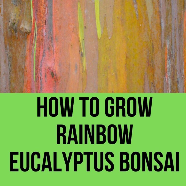 How to Grow Rainbow Eucalyptus Bonsai