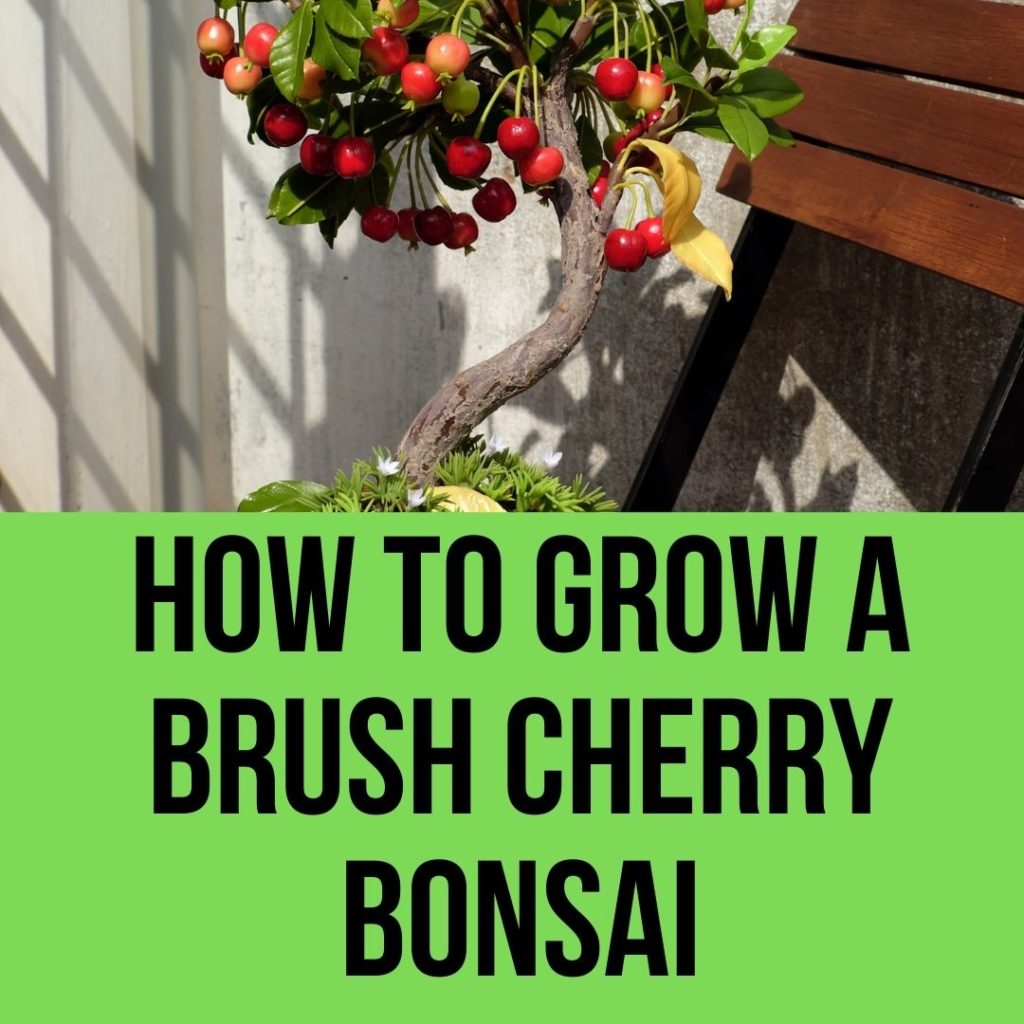 How to Grow a Brush Cherry Bonsai