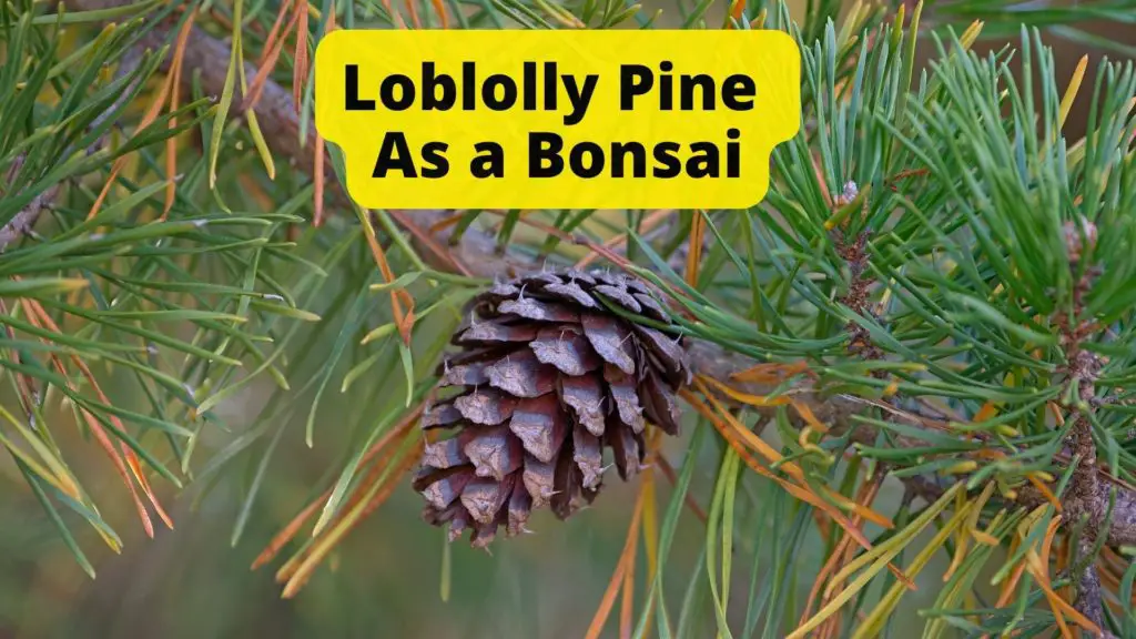 How to grow Loblolly Pine Bonsai