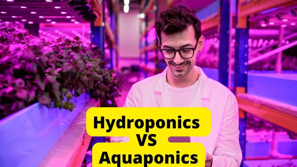 Hydroponics vs Aquaponics Similarities