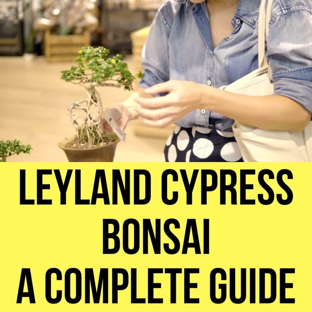 Leyland cypress Bonsai