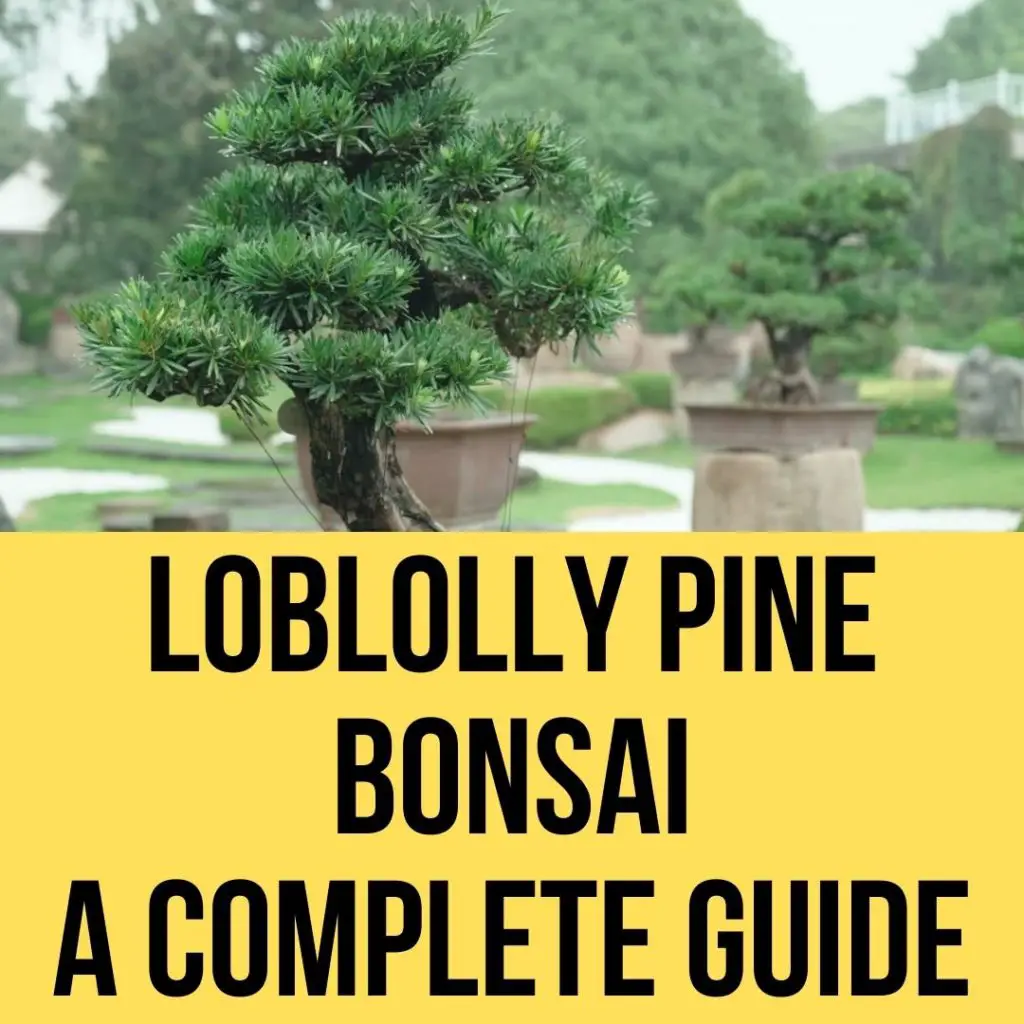 Grow a Loblolly Pine as a Bonsai