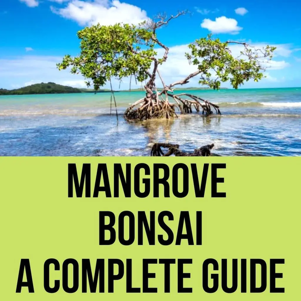 Mangrove bonsai