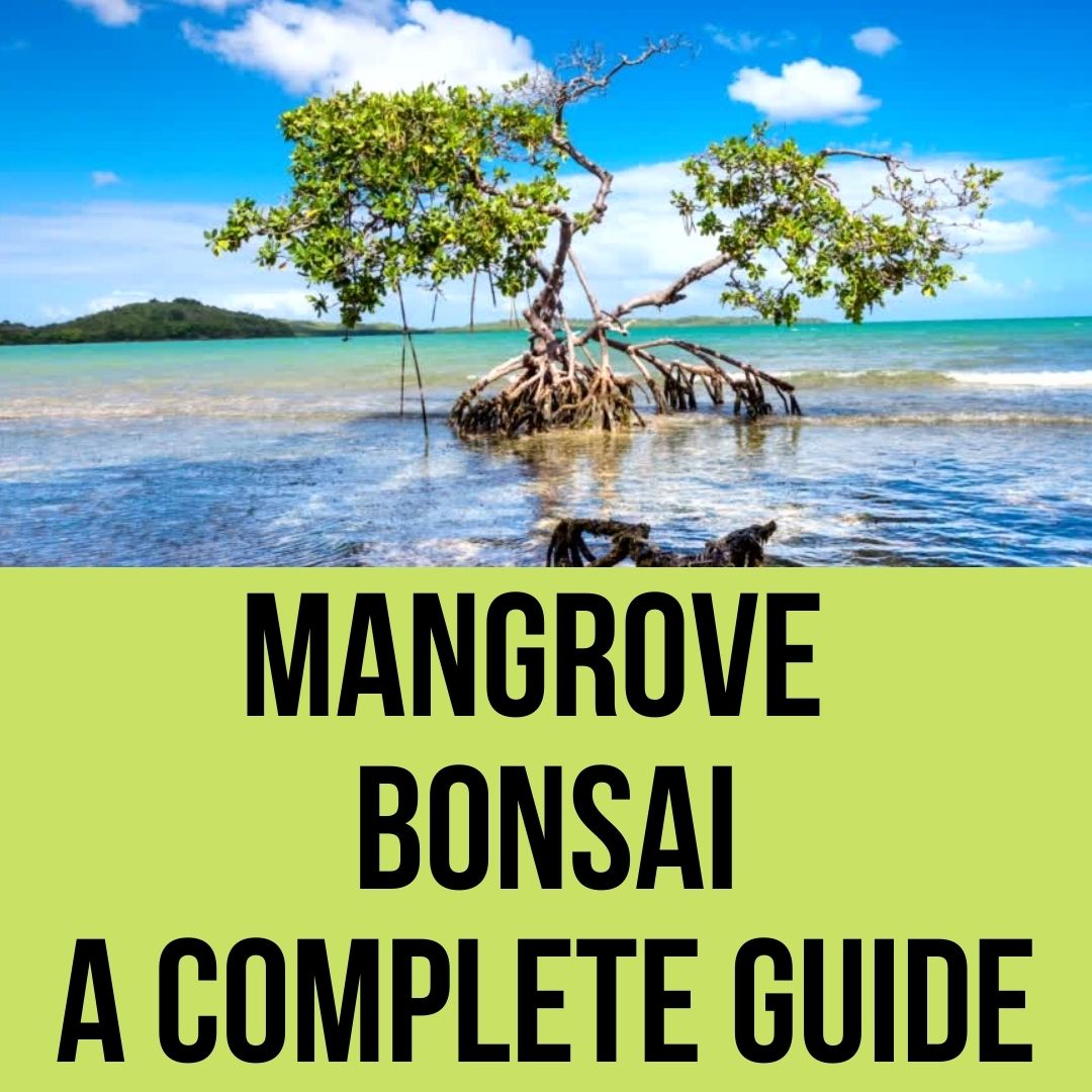 Mangrove bonsai