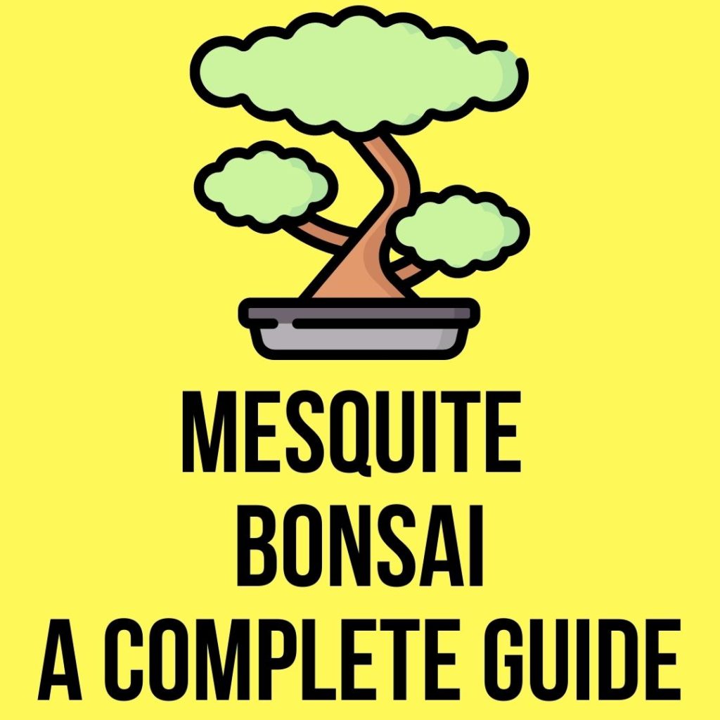 Mesquite bonsai