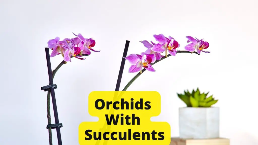 Orchids With Succulents How to