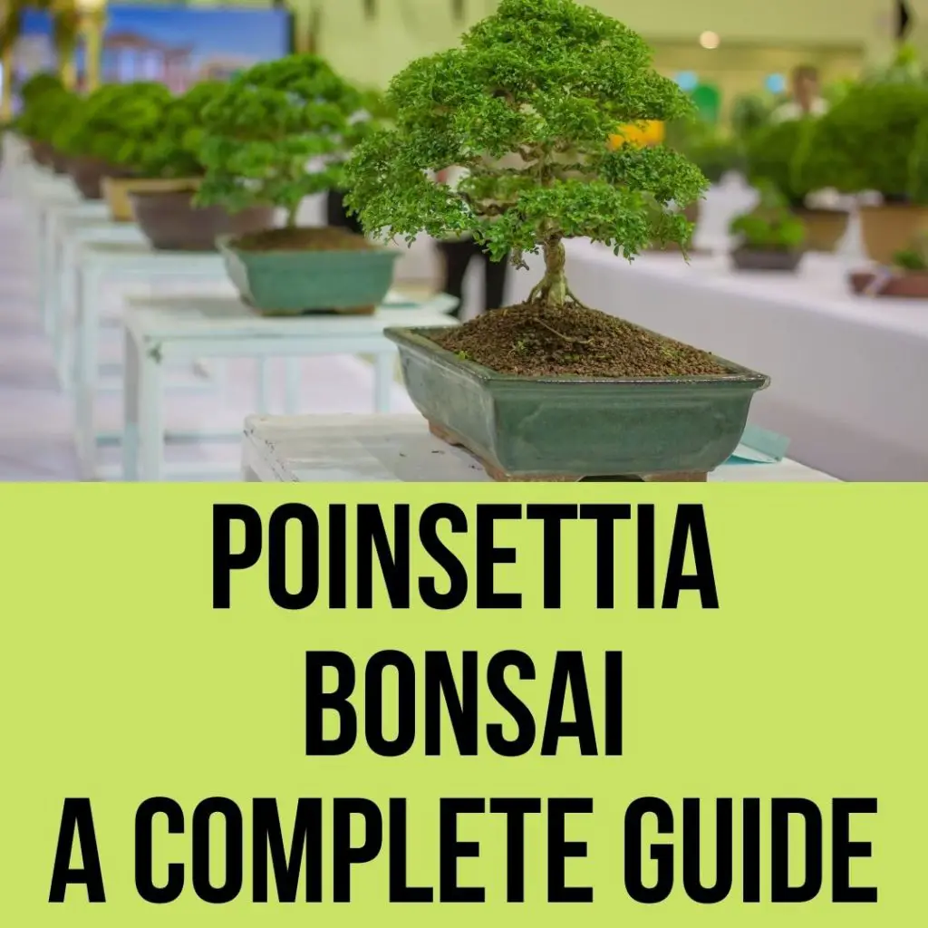 Poinsettia Bonsai