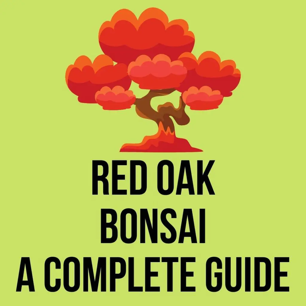 How to grow Red Oak Bonsai