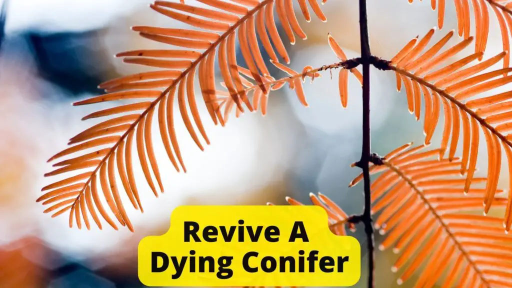 Revive A Dying Conifer