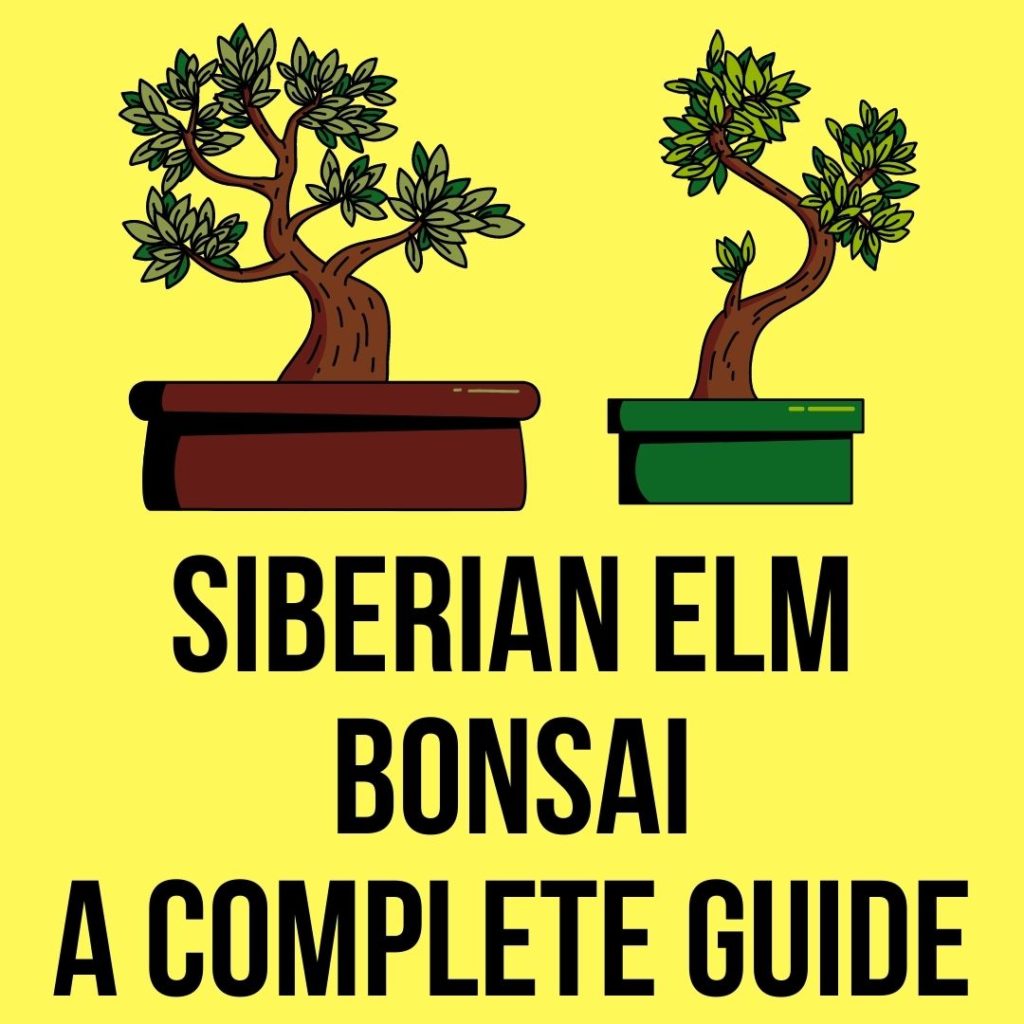 Siberian elm Bonsai