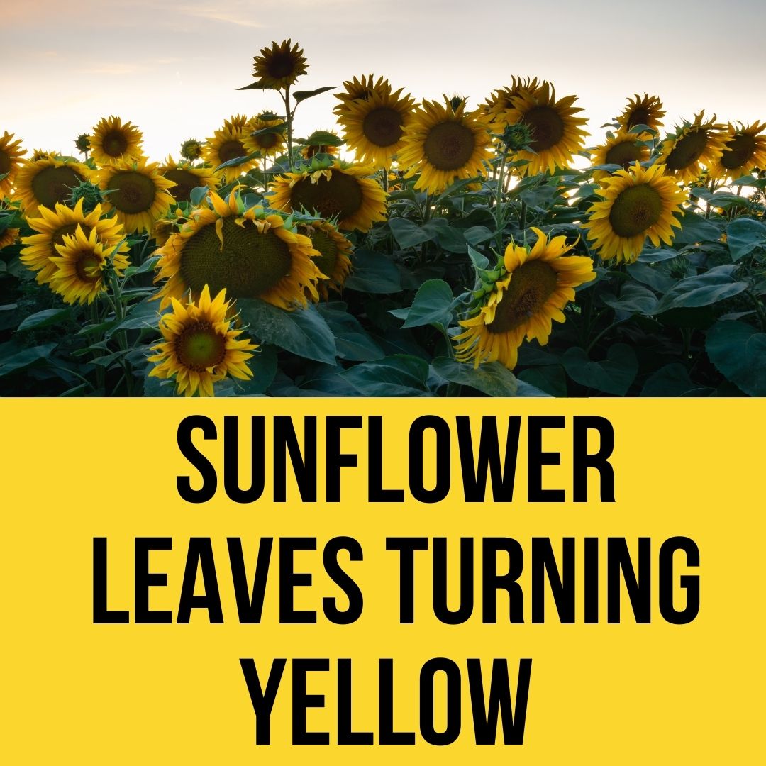 Sunflower leaves turning yellow