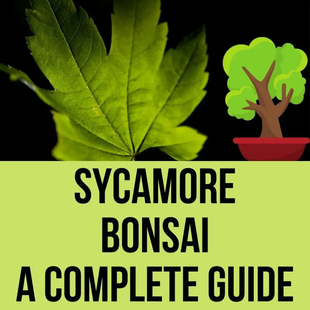How to grow Sycamore Bonsai