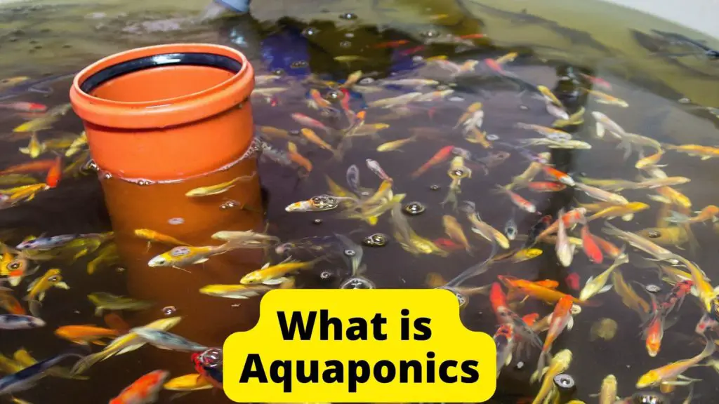 What is Aquaponics 