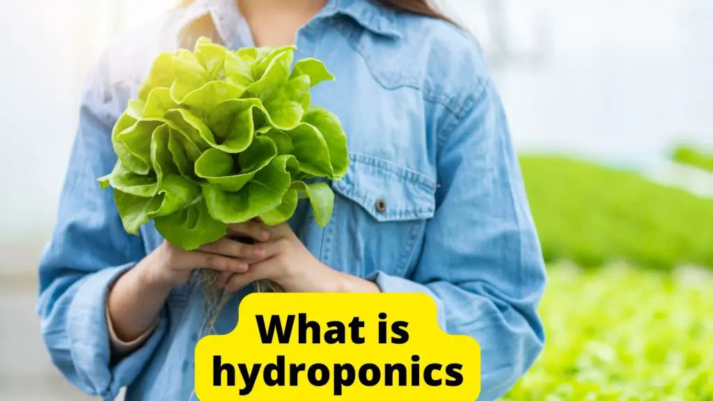 What is Hydroponics 