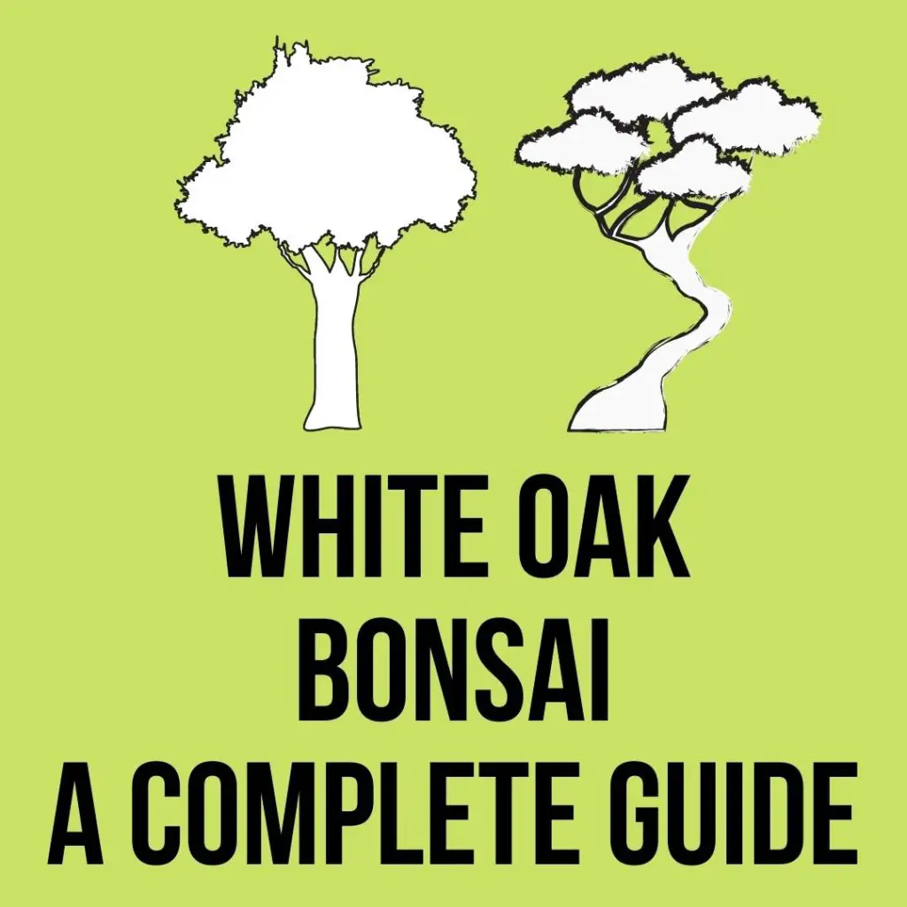 White oak Bonsai