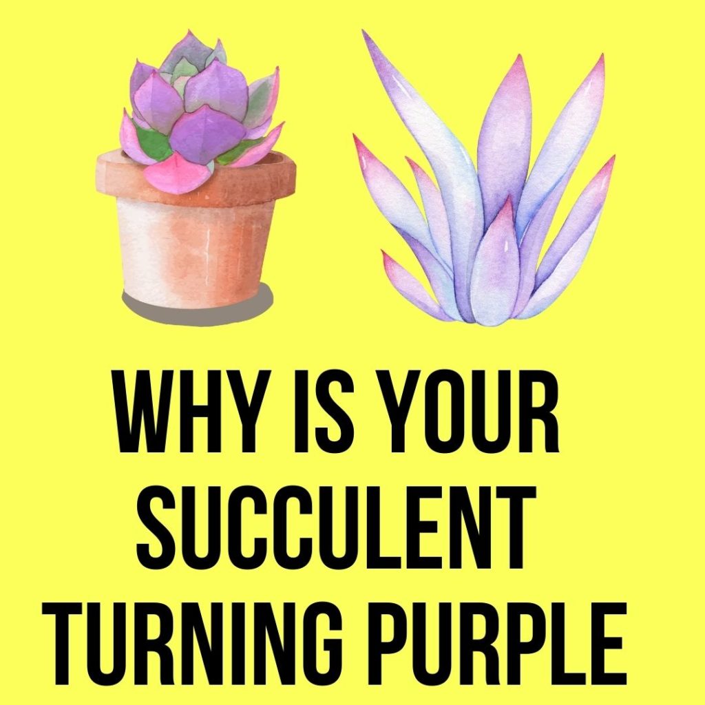 Why is Your Succulent Turning Purple