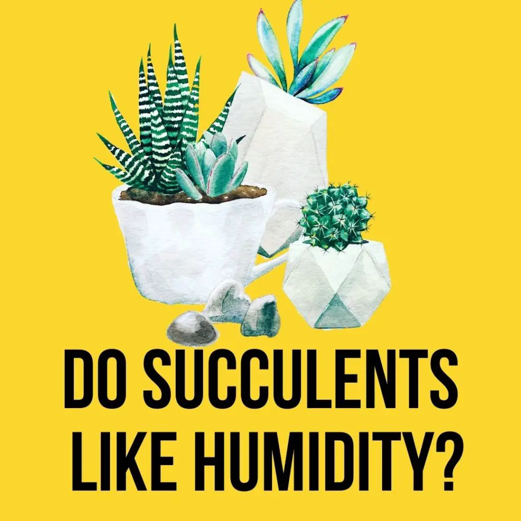 do succulents like humidity