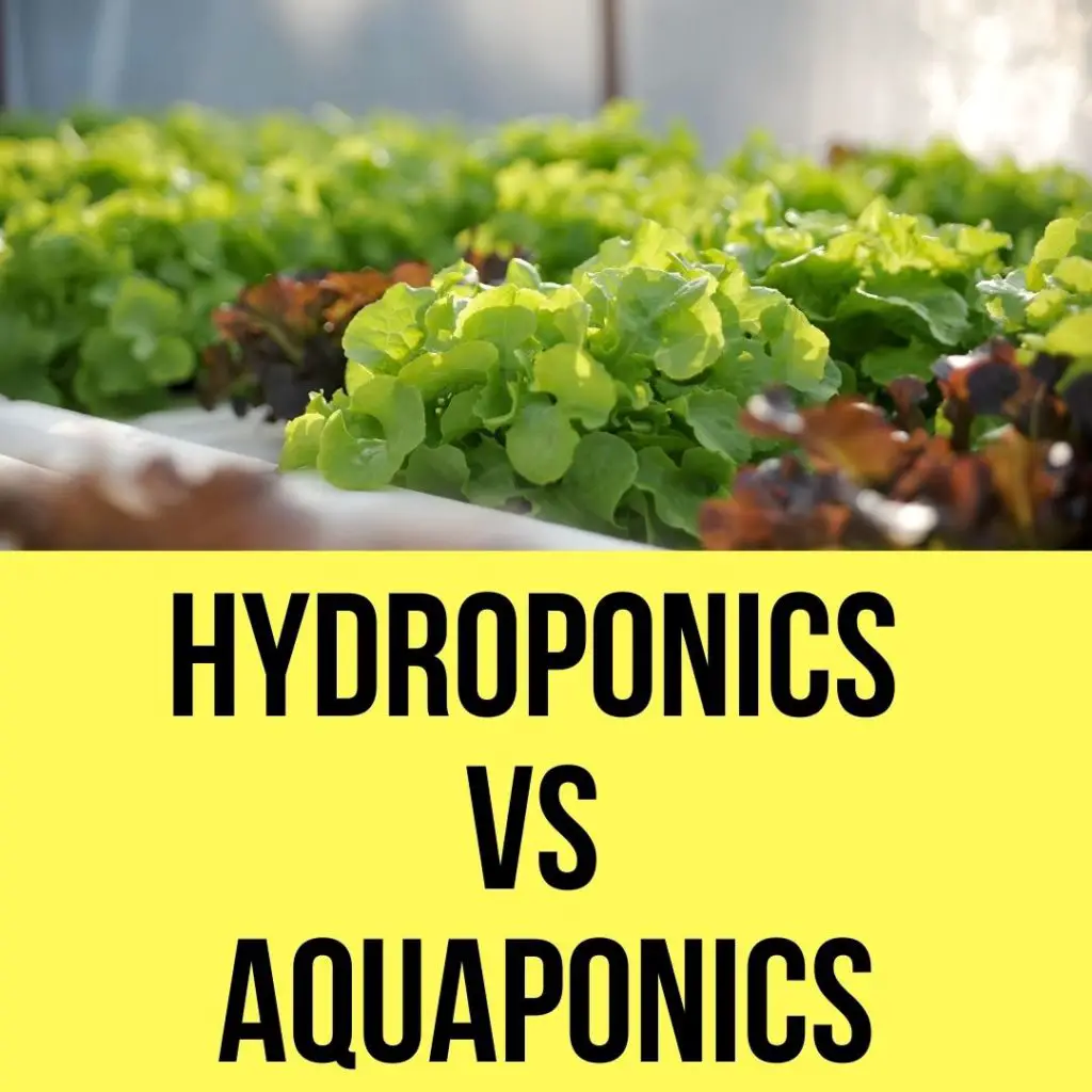 hydroponics vs aquaponics