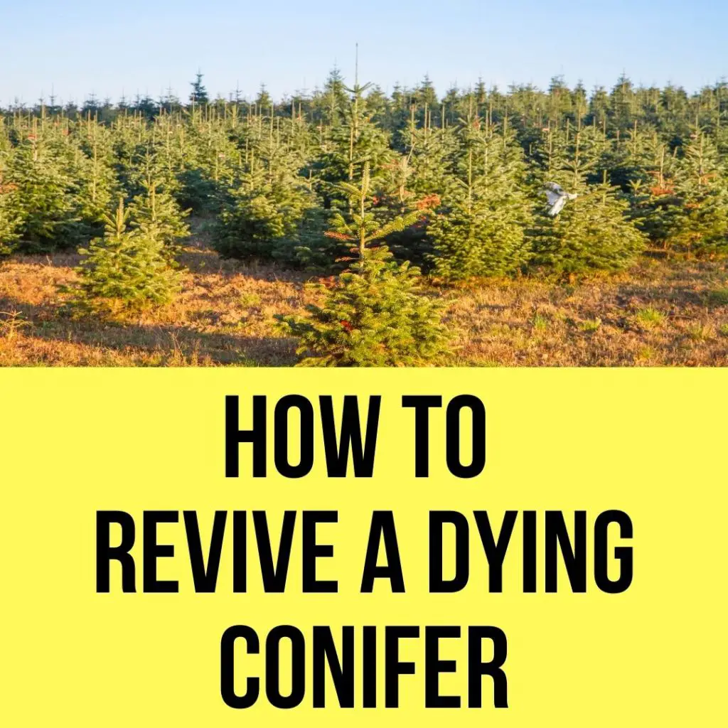 revive a dying conifer