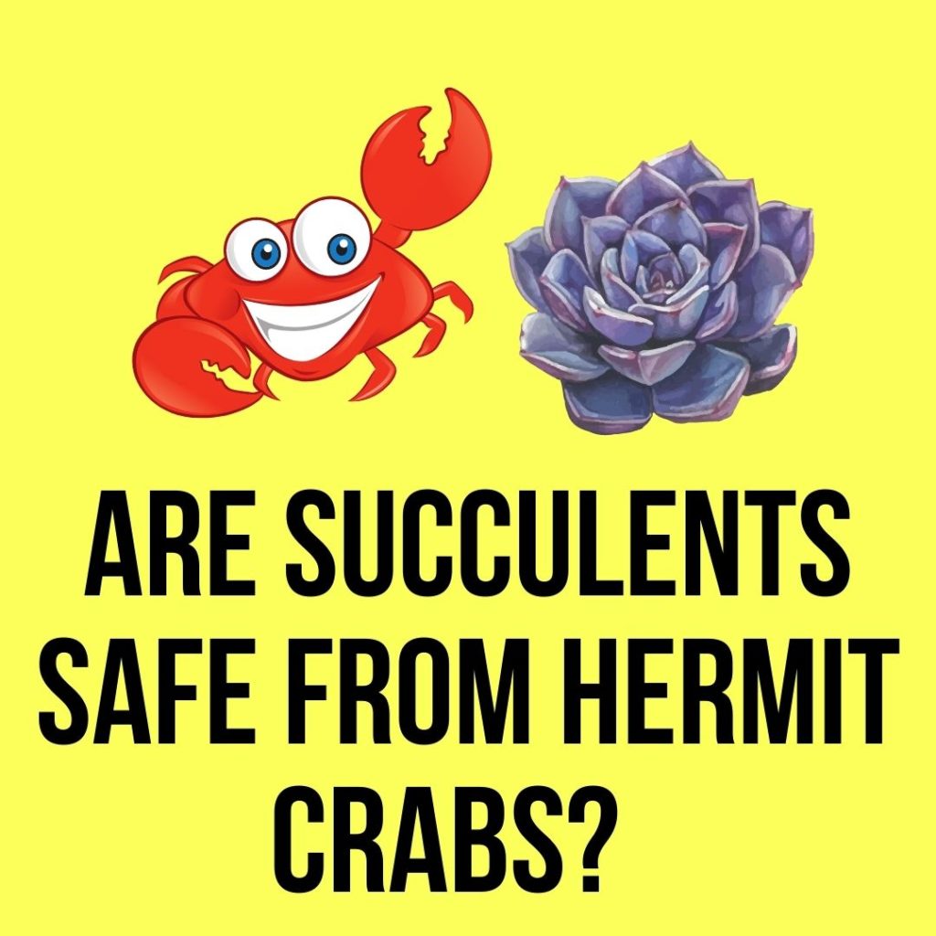 Are Succulents Safe from Hermit Crabs