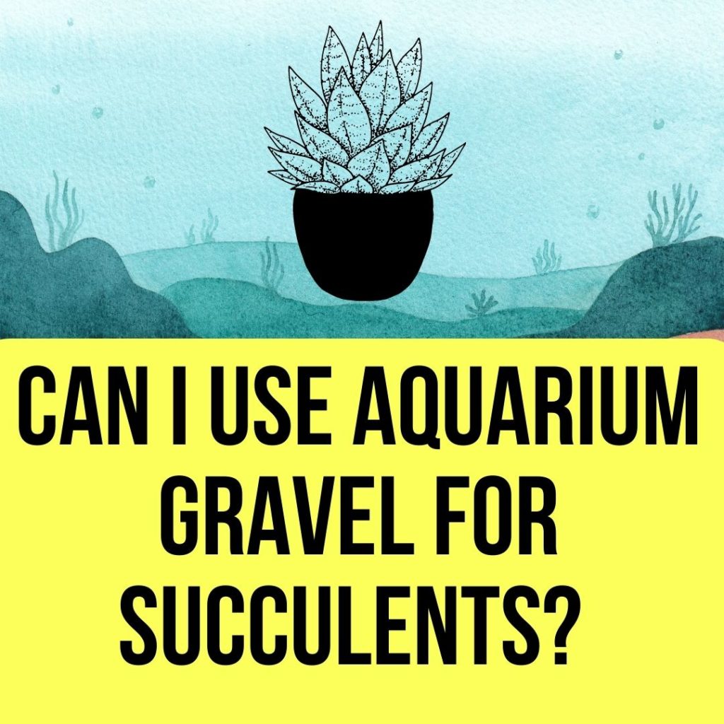 Can I Use Aquarium Gravel for Succulents
