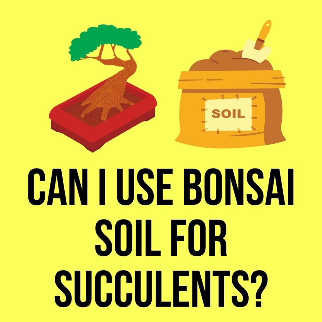 Can I Use Bonsai Soil for Succulents