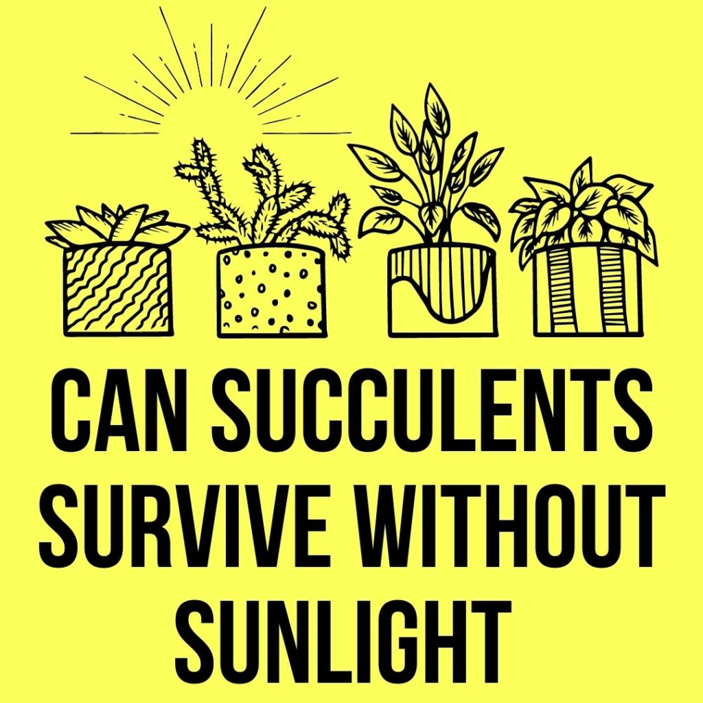 Can Succulents Survive Without Sunlight