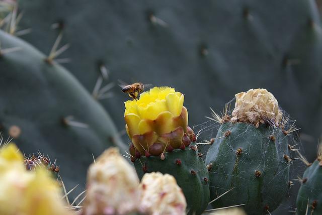 Cross Pollinate Succulents