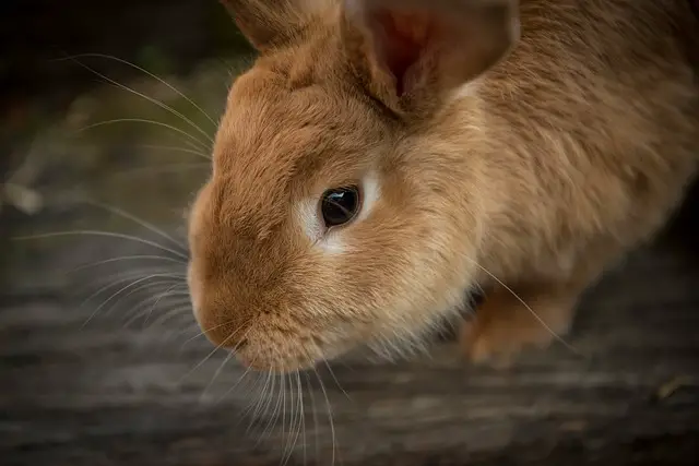 Do Rabbits Eat Succulents