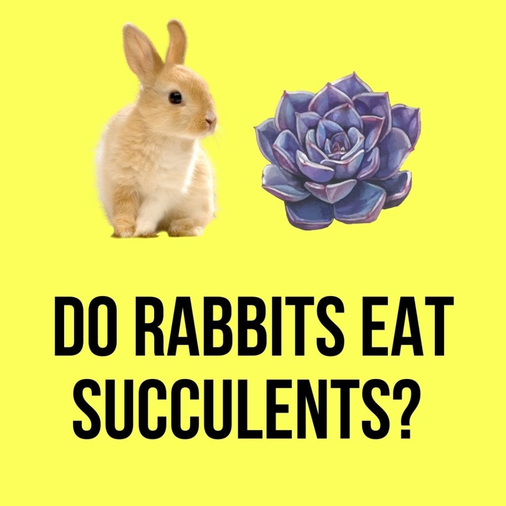 Do Rabbits Eat Succulents