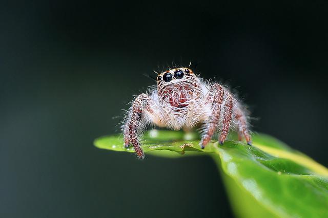 Do Succulents Attract Spiders