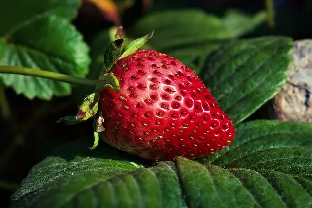 Do Woodlice Eat Strawberries