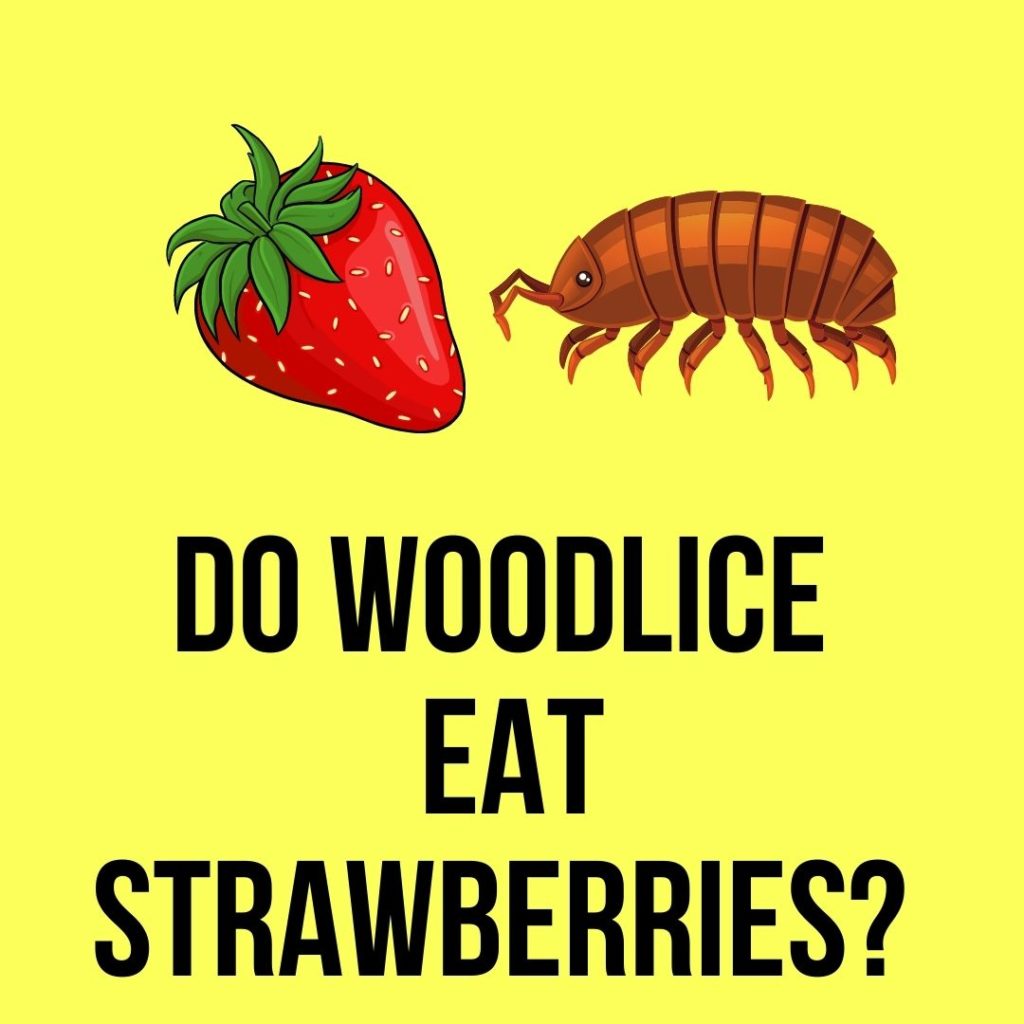 Do Woodlice Eat Strawberries