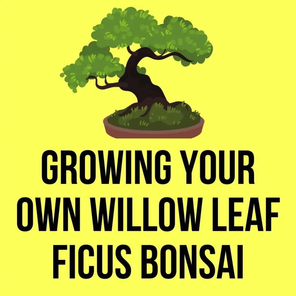 Growing Your Own Willow Leaf Ficus Bonsai