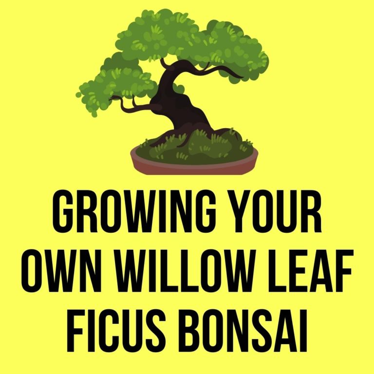 Growing Your Own Willow Leaf Ficus Bonsai