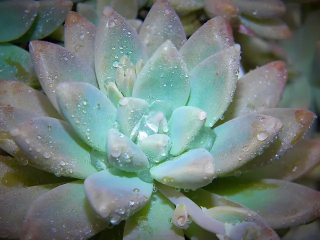 How Long Can Succulents Live in Water