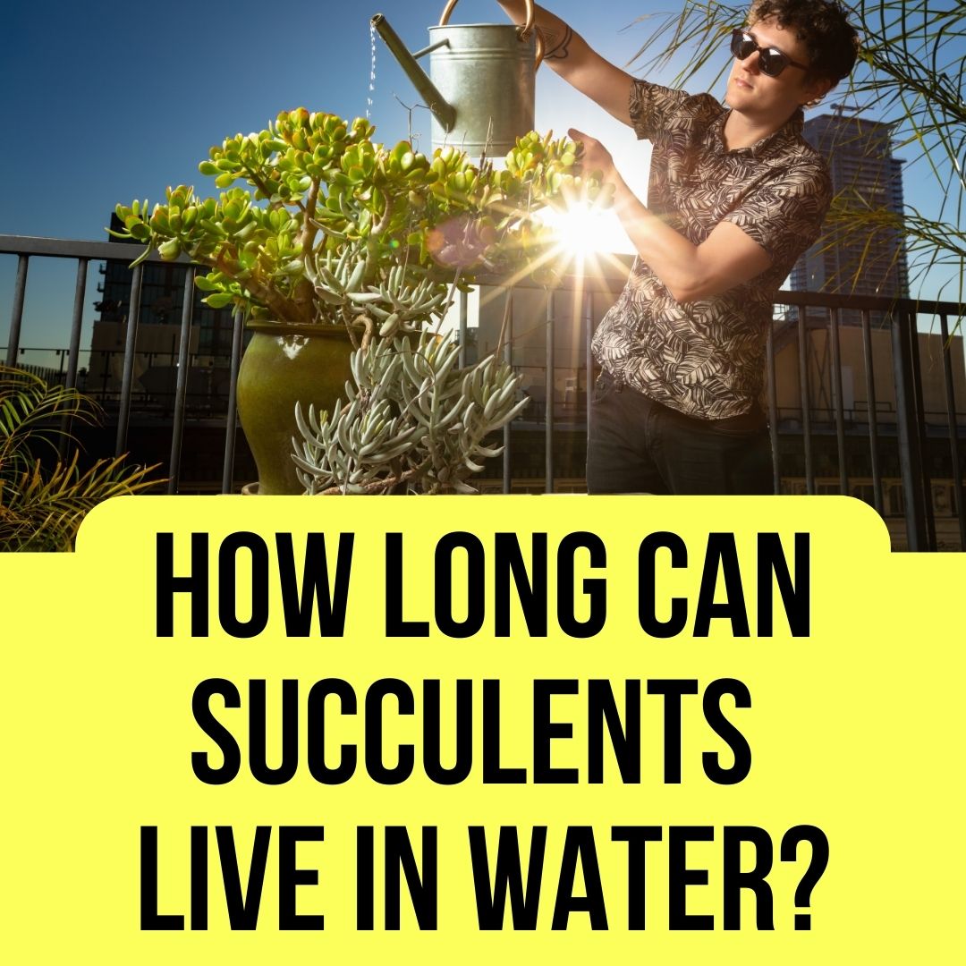 How Long Can Succulents Live in Water