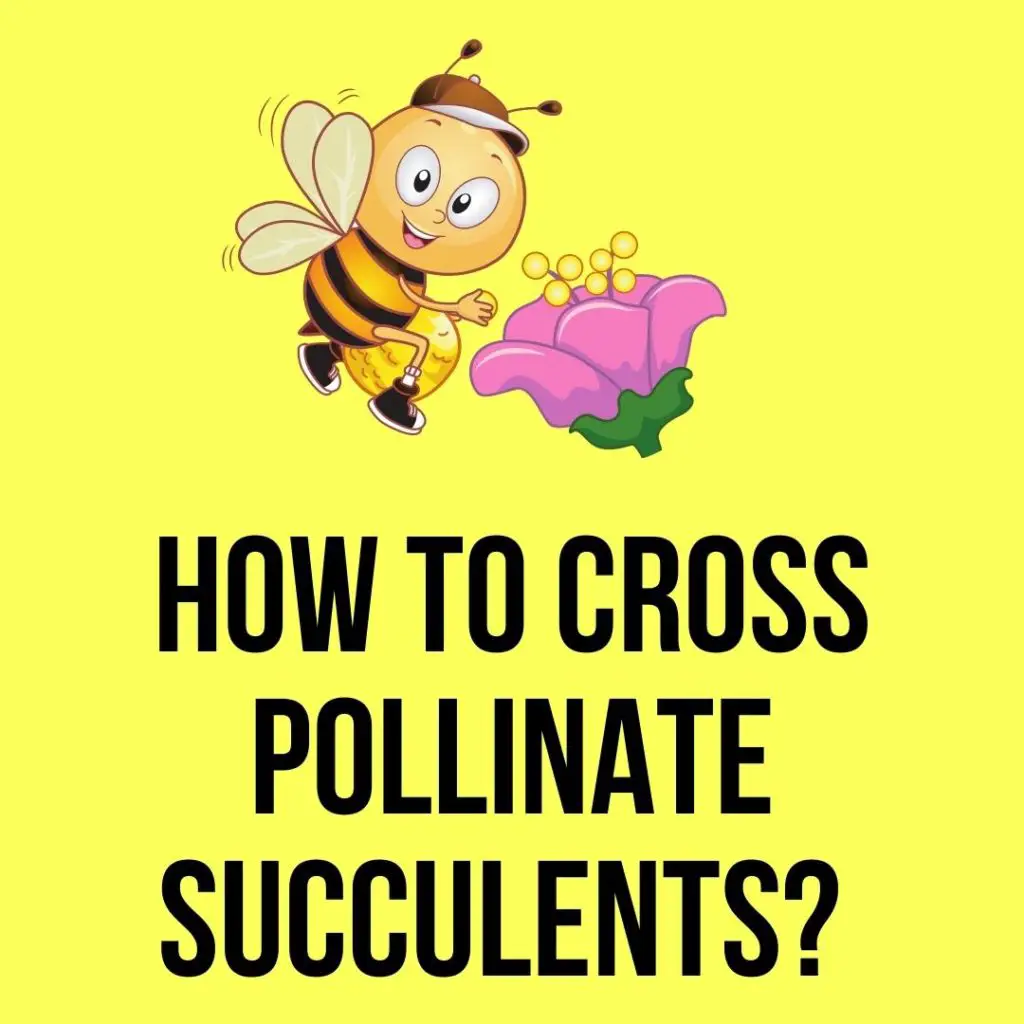 How To Cross Pollinate Succulents