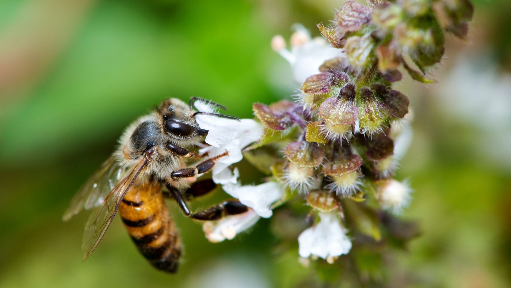 How To Cross Pollinate Succulents? An Easy Answer [2023]
