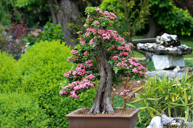 How long does a bonsai tree live